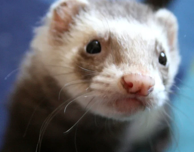 The Collapsing Ferret: Clinical Insights and Diagnostic Protocols for Veterinary Professionals