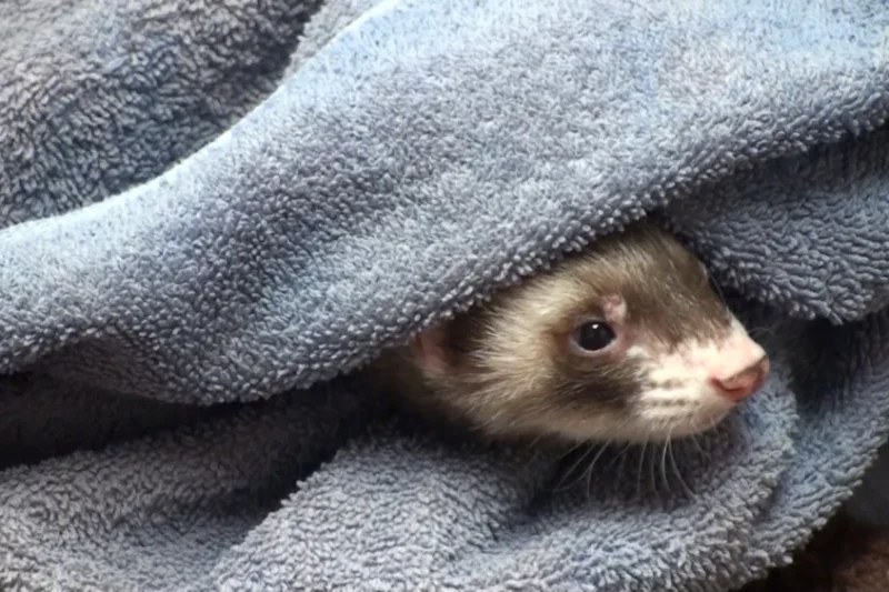 The Collapsing Ferret: More Than Insulinoma