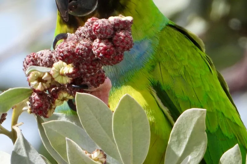 The Comprehensive Guide to the Nanday Conure: Habitat, Care, and Considerations for Prospective Owners