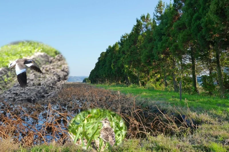 The Double-Edged Sword of Agricultural Conservation: Why Windbreak Trees in Wetlands Are Costing Open-Land Species Their Homes