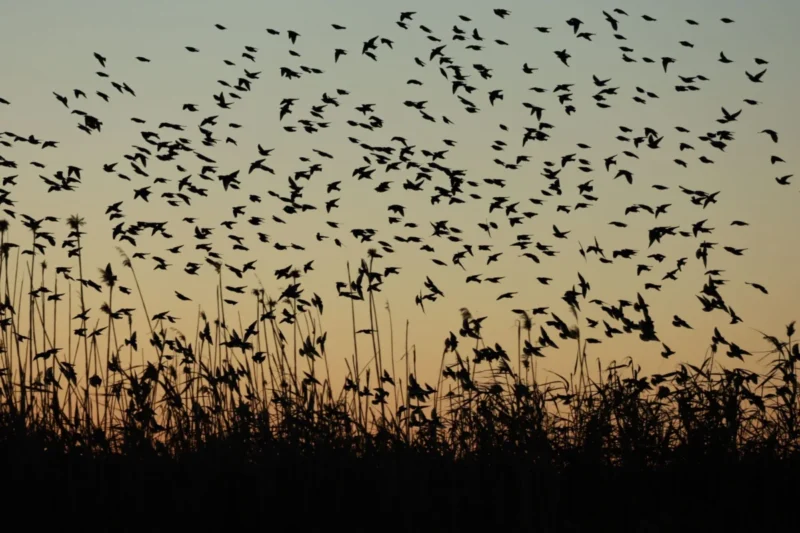 The Great Invisible Journey: Millions of Birds Take Flight in Annual North American Fall Migration