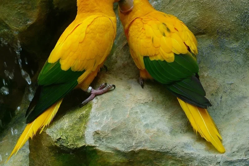 The Majestic Golden Conure: A Comprehensive Guide to the Queen of Bavaria Parrot