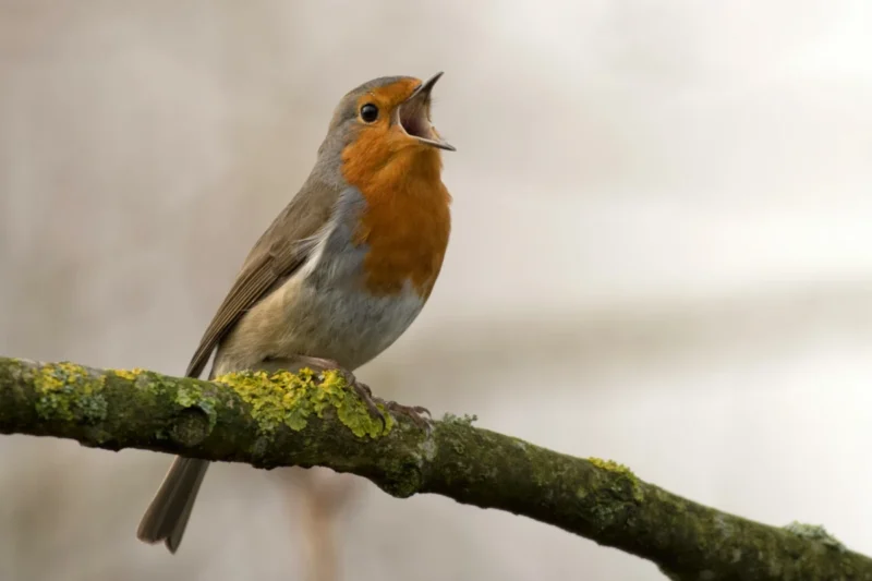 The Ornithological Spectrum: Examining Species with Brown Plumage and Orange Chests