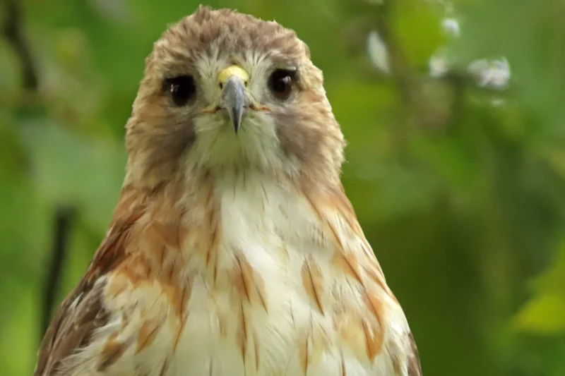 The Raptors of Georgia: A Comprehensive Guide to the Accipitridae Family and Local Hawk Populations