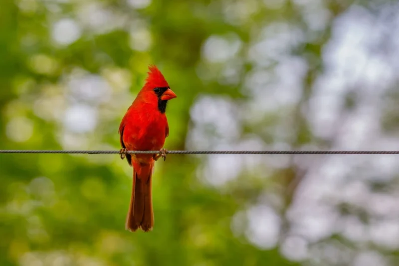 The Science Behind the Scarlet Plumage: Understanding the Northern Cardinal