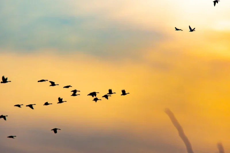 The Skies Above America Are Coming Alive as the Fall Migration Season Hits a Major Milestone