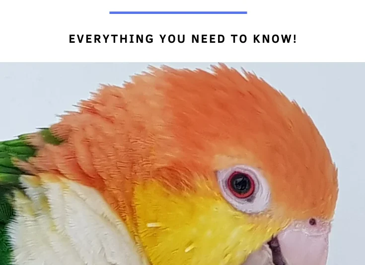 The Ultimate White-Bellied Caique Care, Diet, and Personality Guide