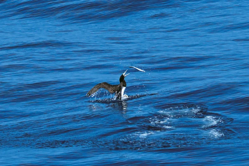 Through the Lens: Princess Takamado’s Photographic Expedition to the Ogasawara Islands Captures the Resilience of Seabirds