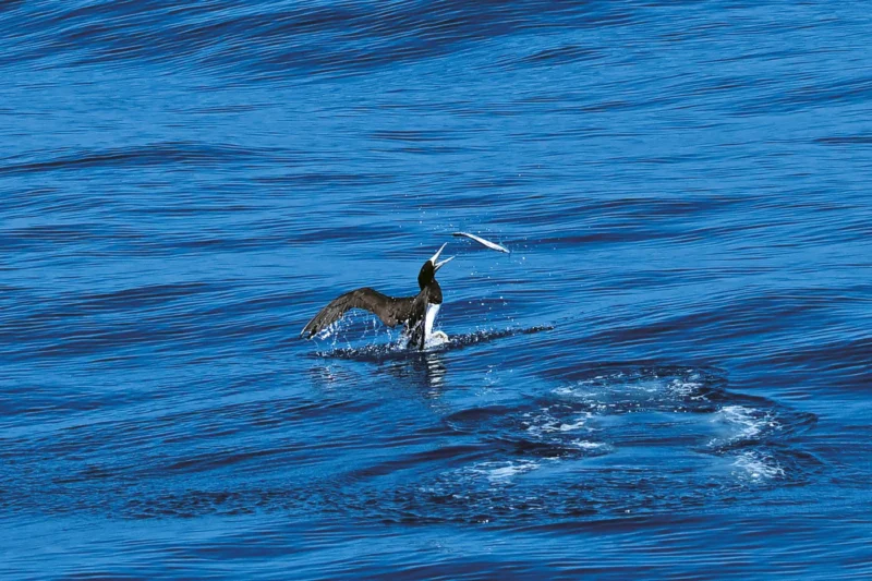 Through the Lens: Princess Takamado’s Photographic Exploration of the Ogasawara Islands’ Seabird Ecology