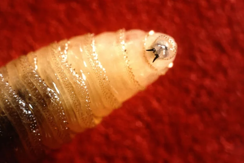 Tracking the Return of the Flesh-Eating New World Screwworm Through Advanced Predictive Technology