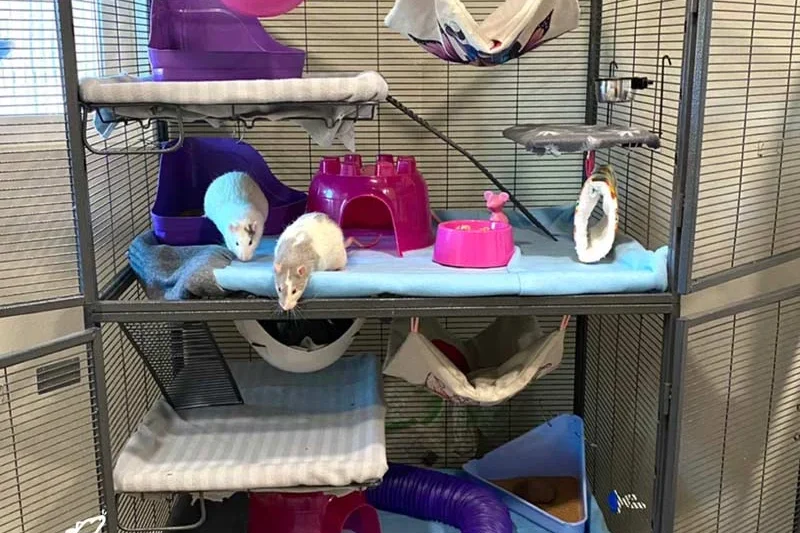 Understanding and Managing Respiratory Health in Domestic Rats
