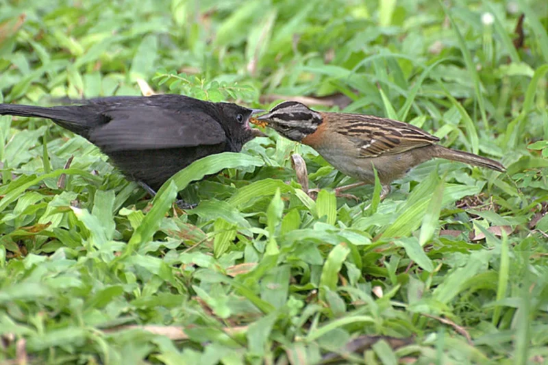 Universal Avian Alarm Signals Reveal Evolutionary Communication Strategies Across Species Boundaries