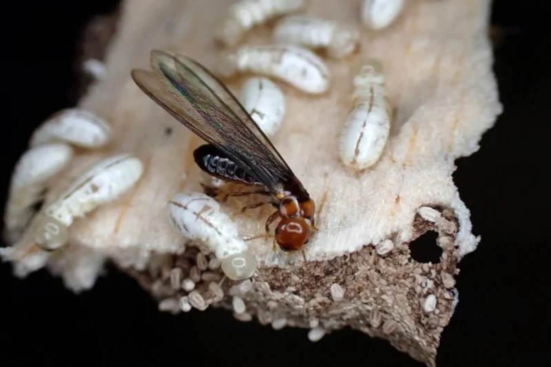 Unlocking the Biological Weaknesses of Western Drywood Termites: University of California Researchers Pioneer Targeted Control Methods