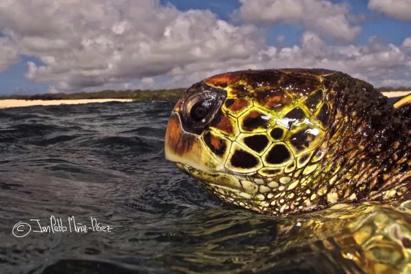 Unraveling the Sedentary Secrets of Galápagos Sea Turtles: A New Study Challenges Long-Held Migration Dogmas