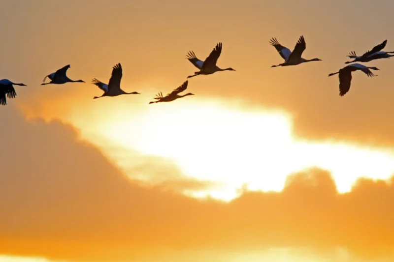 Unseen Skies: How Radar Technology Reveals the Massive Scale of Nocturnal Bird Migration