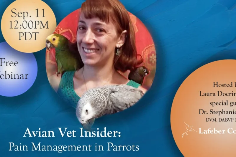 Webinar: Avian Vet Insider — Pain Management in Parrots