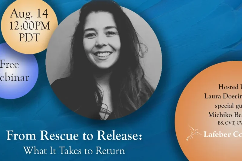 Webinar: From Rescue to Release — What It Takes to Return Wild Birds to the Wild
