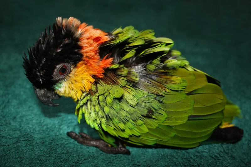 When Every Second Counts: Comprehensive Emergency Preparedness and Critical Care Guidelines for Companion Parrots