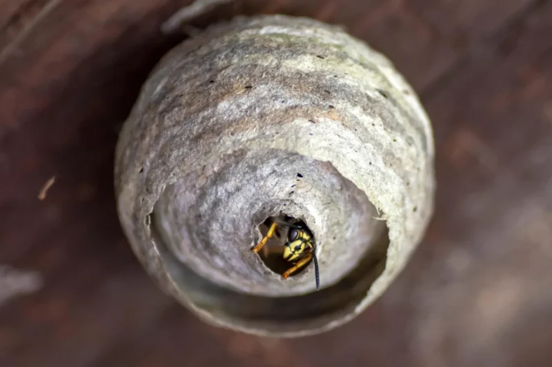 Where Have All the Wasps Gone? The 2026 Climate Paradox Threatening Social Wasp Populations