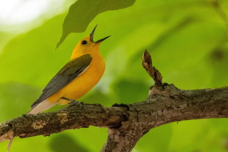 Why are Prothonotary Warblers Choosing Kansas as Their new Home