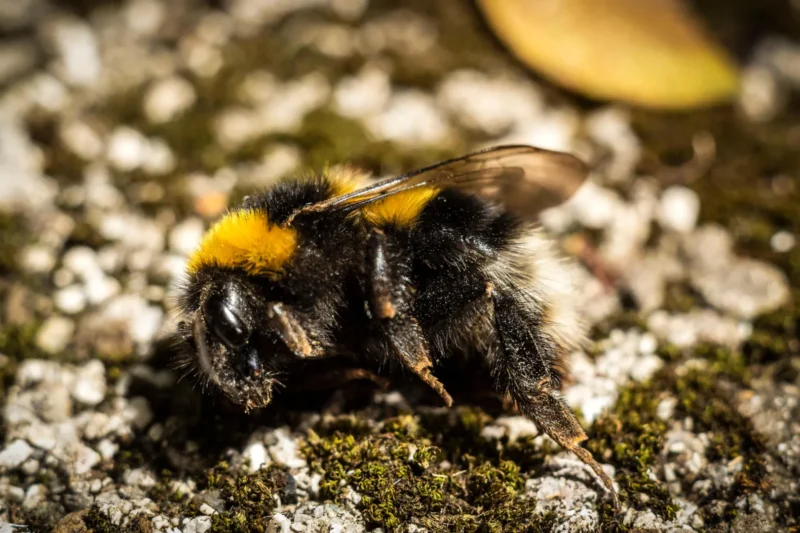 Why You Are Finding Dead Bumblebees on the Pavement This Summer and How You Can Help Save Them
