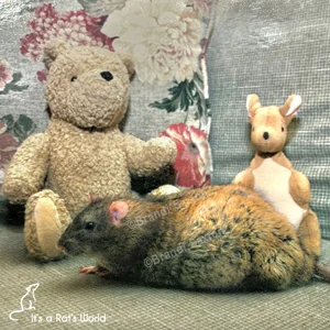 Beyond the Stereotype: Scientific Evidence Confirms Exceptional Rat Intelligence and Sentience