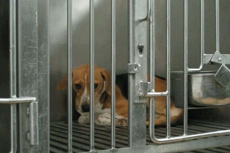 Bipartisan Congressional Push Aims to End Federal Funding for Experiments on Dogs and Cats