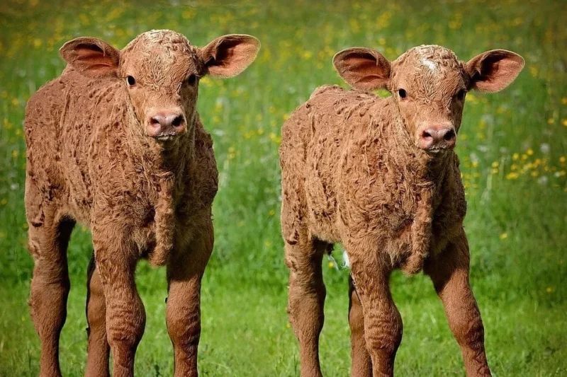 California Just Made It Easier for Schools to Serve Vegan Meals