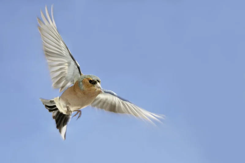 EuroBirdwatch 2026: thousands of eyes to the autumn migration!