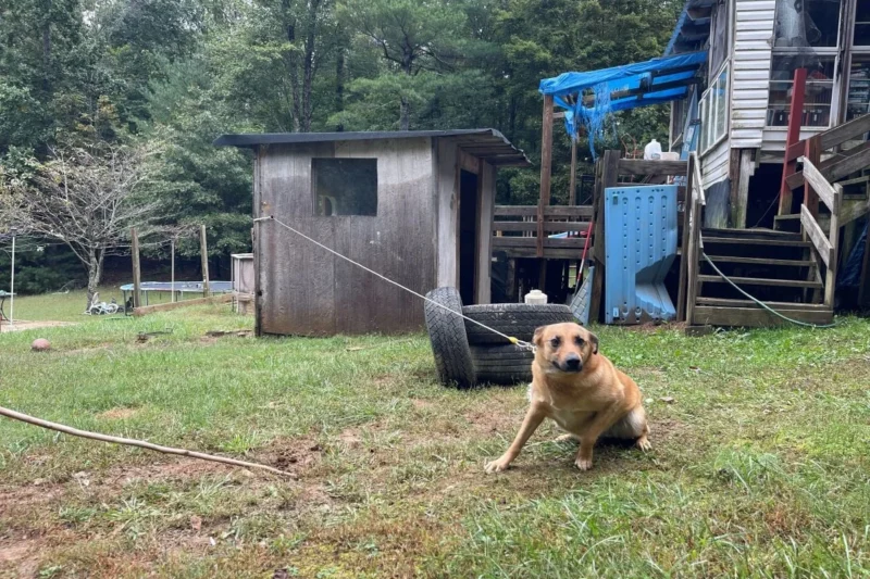 From Backyard Chains to Indoor Couches: PETA and Twin County Humane Society Rescue Over 250 Animals in Southwest Virginia Relief Effort
