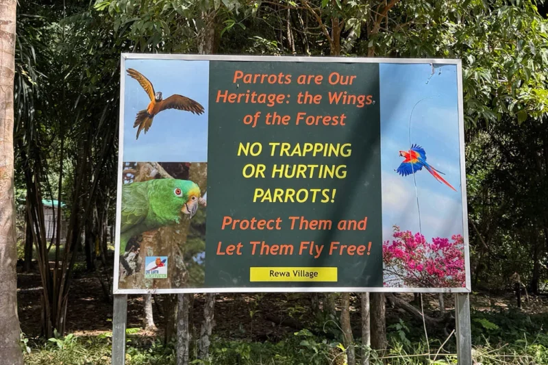 Guyana Ecotour Reveals Critical Conservation Milestones and the Rise of Community-Led Parrot Protection
