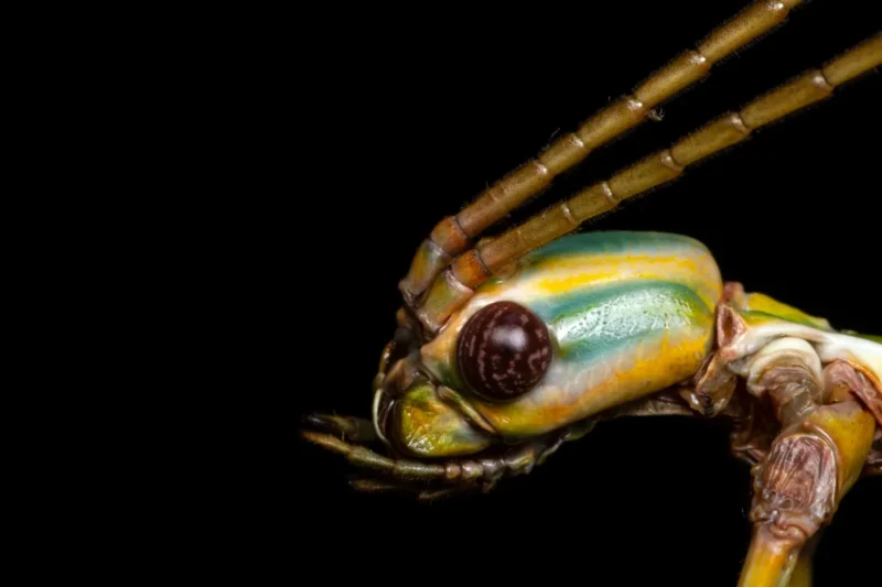 Hidden in Plain Sight: University of Sydney Researchers Discover Two New Australian Stick Insect Species and Revive a Decades-Old Classification