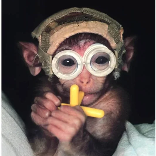 Inside the Laboratory Doors: Decades of Primate Experimentation at the University of Washington Draws Intense Scrutiny Amid Newly Released Documents