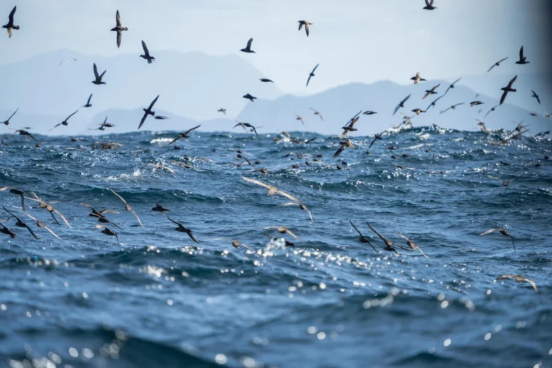Nature Cannot Be “Overshot”: BirdLife Partnership Demands Urgent Action on UN Climate Warning