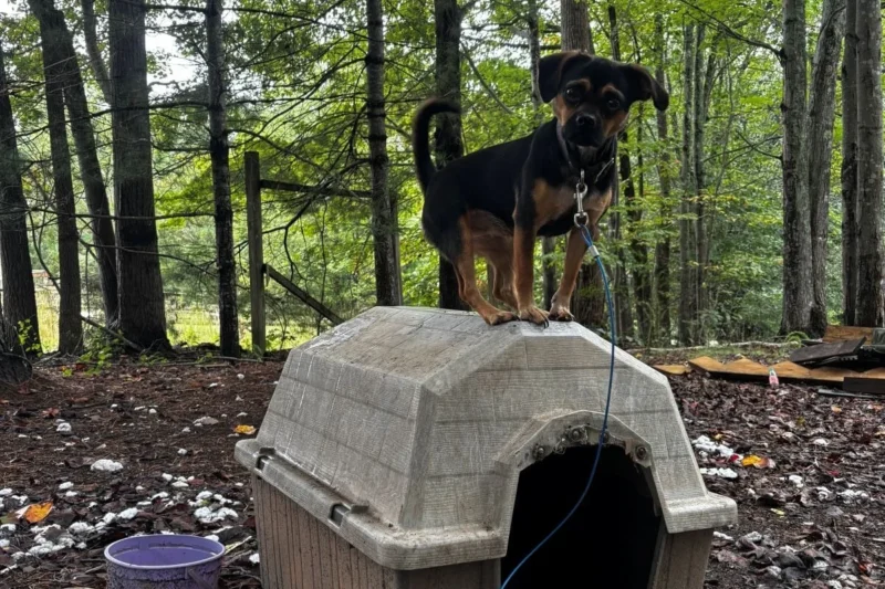 PETA and Twin County Humane Society Launch Southwest Virginia’s First Permanent Mobile Spay and Neutered Clinic to Combat Animal Overpopulation