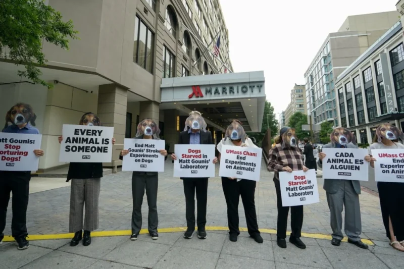 PETA Files Lawsuits Against University of Massachusetts Campuses Over Secrecy Surrounding Animal Research Oversight Committees