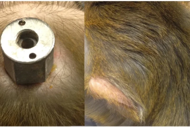 PETA Inducts Three University of Washington Neuroscientists Into Hall of Shame Amid Mounting Animal Welfare Concerns