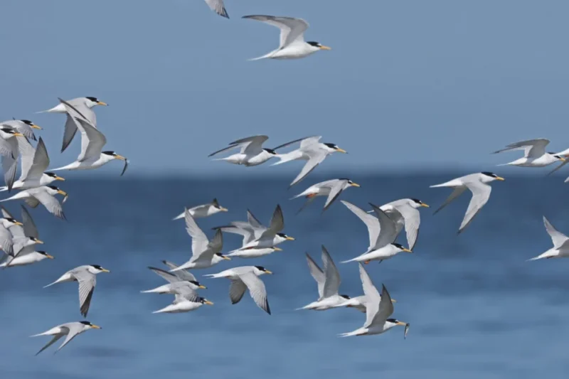 The Unseen Army: How Global Citizen Science is Revolutionizing Ornithology and Nature Conservation