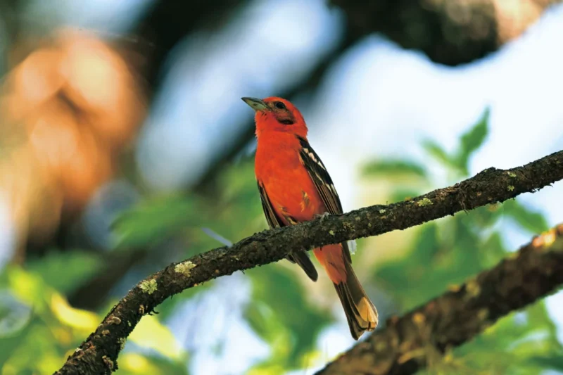 Through the Lens: HIH Princess Takamado Chronicles Biodiversity and Sporting Spirit Across the Americas