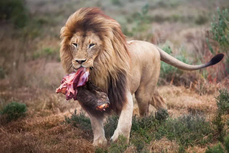 Unlocking the Wild Within: Australian Study Reveals How Feast and Fast Feeding Schedules Transform Zoo Lion Behavior